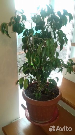 Продажа фикусов