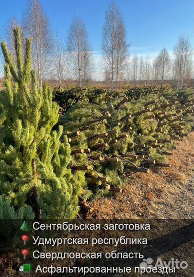 Сосна сентябрьская пушистая оптом