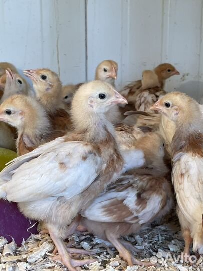 Курочки ломан браун