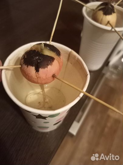 Авокадо отросток