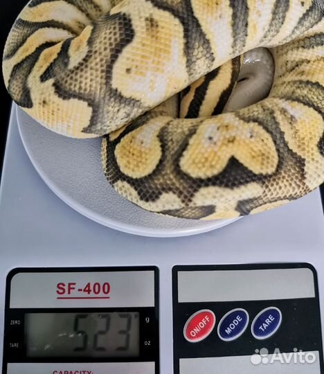 Королевская змея