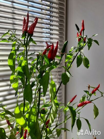 Семена перчика