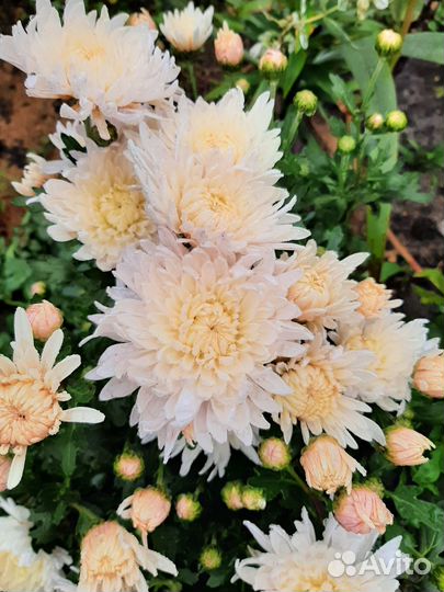 Хризантемы мультифлора