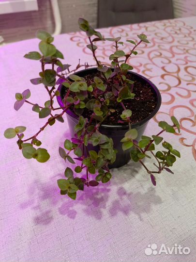 Каллизия ползучая