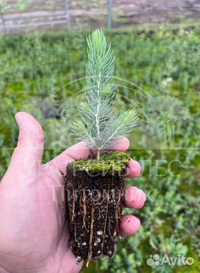 Голубая ель зкс сеянцы