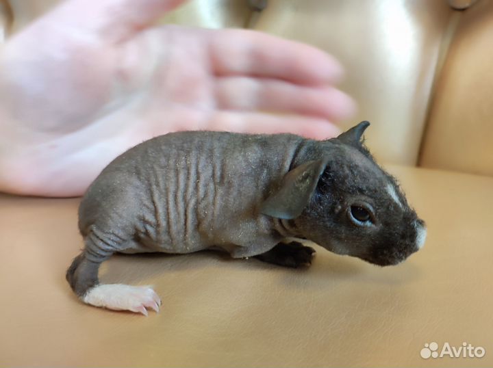 Морские свинки голые с доставкой на адрес