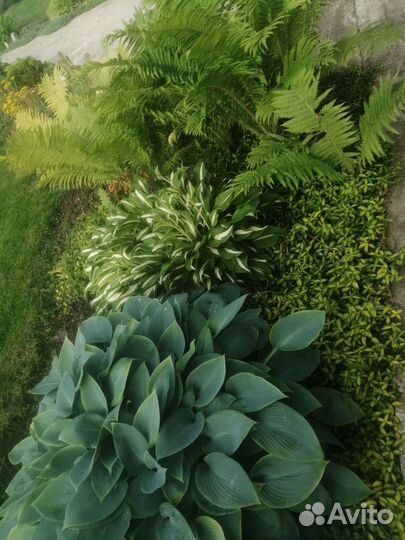 Борвинок иллюминейшен