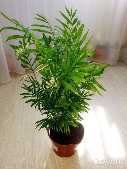 Хамедорея вариегатная