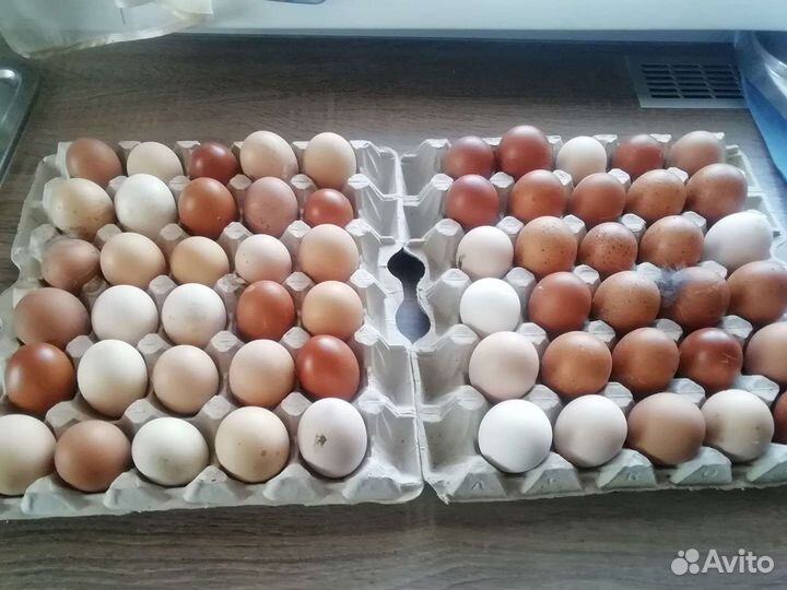 Яйцо куриное, перепелиное из деревни, мясо кур