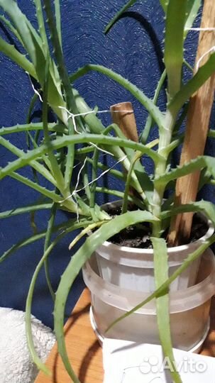 Цветы комнатные. алоэ