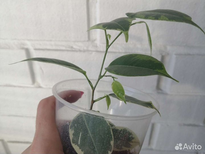 Фикус Бенджамина пестролистный