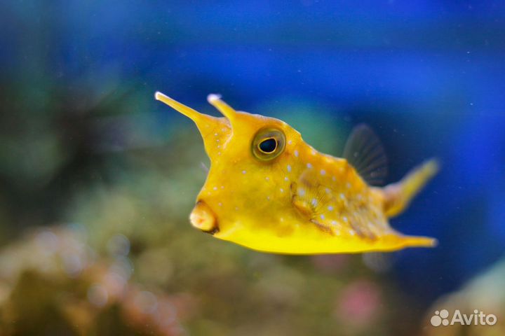 Рыбка Кузовок Длиннорогий желтый