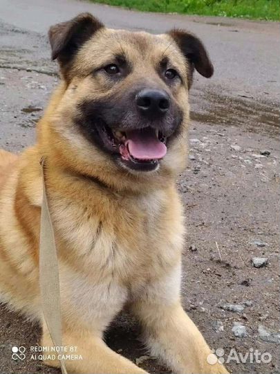 Красивый Зефир ищет дом в добрые руки