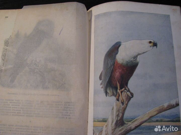 Книга Брэма,жизнь животных,4т.птицы