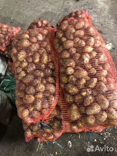 Картофель