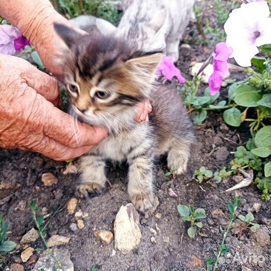Котёнок - тигренок
