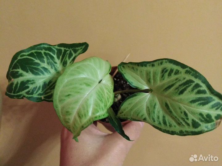 Сингониумы сортовые.Хлорофитум Кудрявый