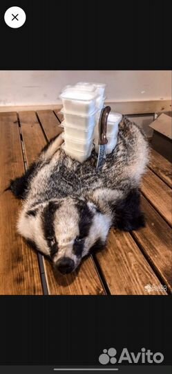 Барсучий жир