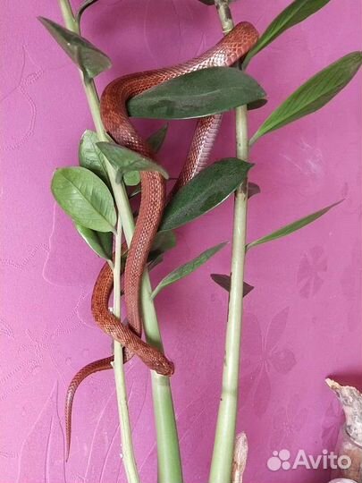 Змея узорчатый полоз