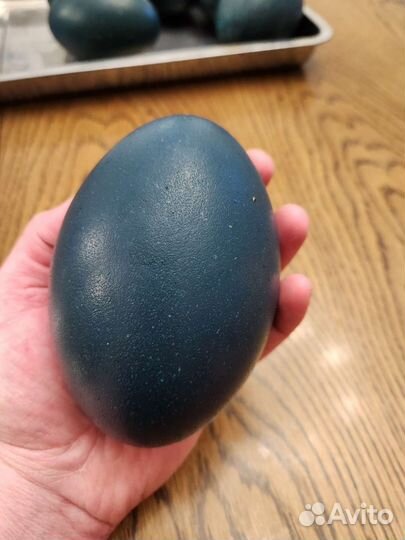 Яйцо страуса для поделок или сувенир
