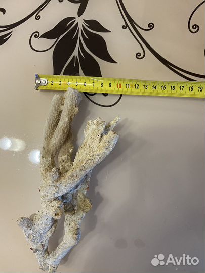 Морские ракушки раковины