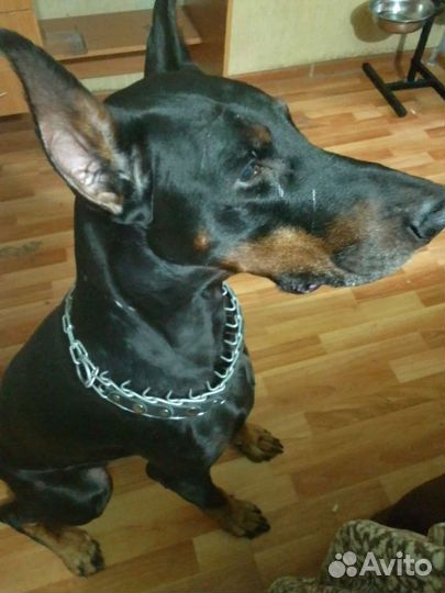 Передержка Хвостики