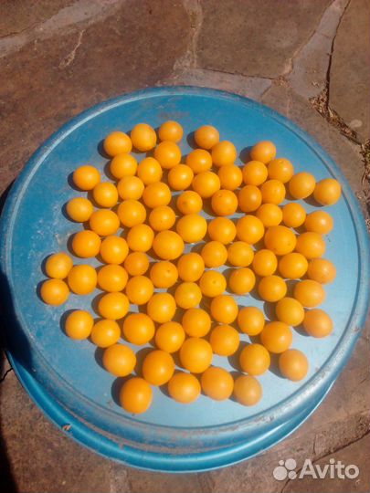 Алыча желтая
