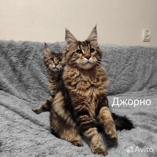 Джорно и Грозный