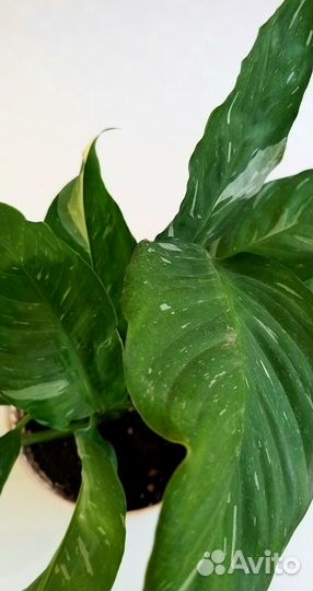 Спатифиллум вариегатный