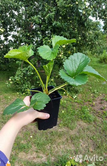 Земляника (клубника) саженцы