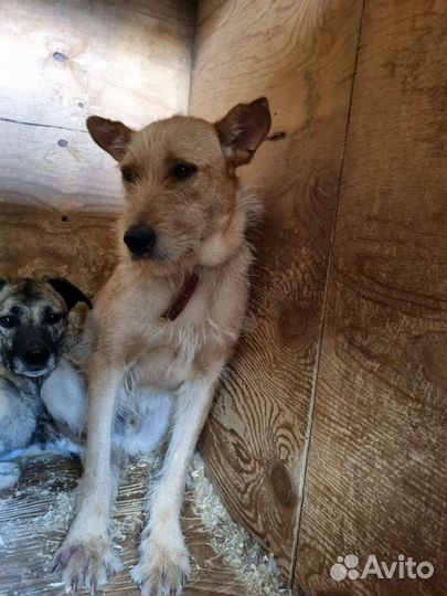 Молодая собака бородач из приюта ищет семью и дом