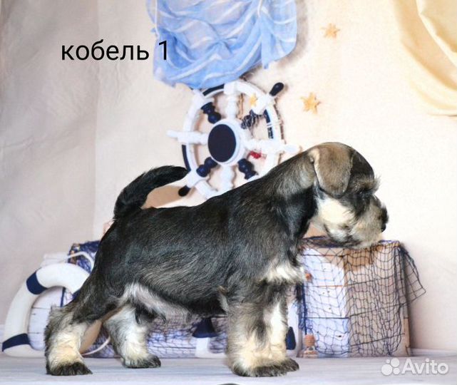 Цвергшнауцер щенки перец с солью