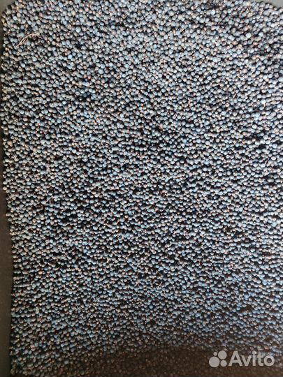 Можжевельник