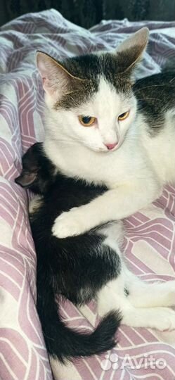 Кошки и котята