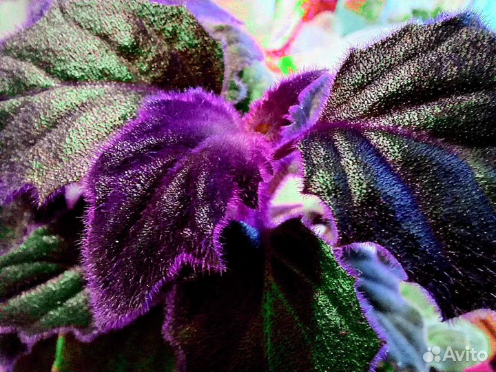 Гинура или синяя птица (комнатные цветы)