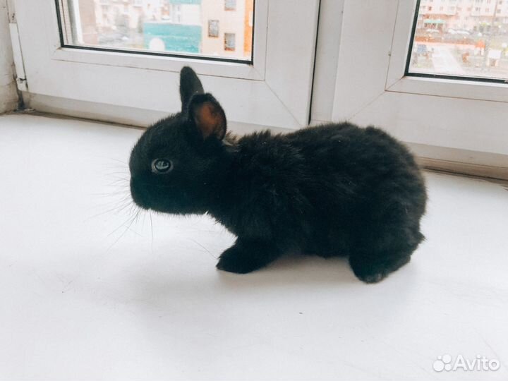 Карликовый кролик - королевский редкий