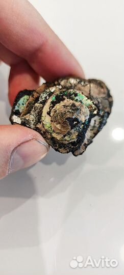 Две раковины аммонита с белемнитом в породе