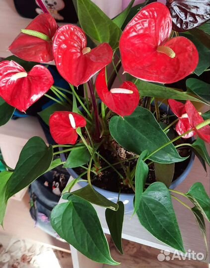 Антуриум черный, красный, Маммиллярия удлиненная