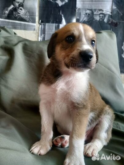 Бесплатно в добрые руки