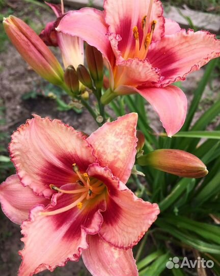 Многолетники. Лилейники