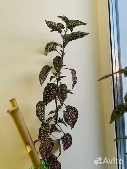 Домашние растения