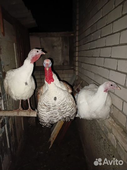 Индюшачие яйца