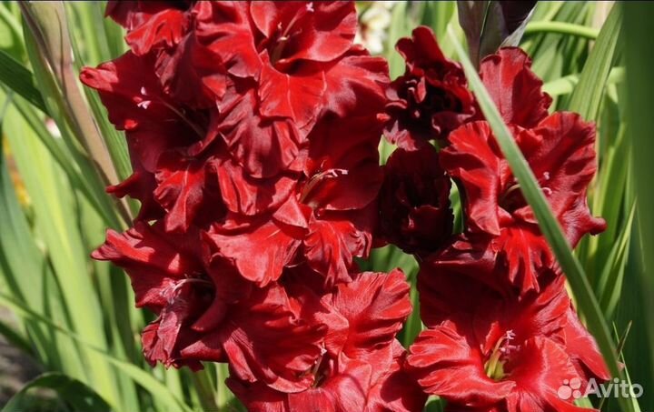 Луковицы крокусы, гиацинты, гладиолусы, ирис оптом