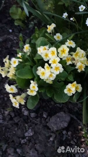 Хоста,примула,овсянник,ирис для водоема,камнеломка