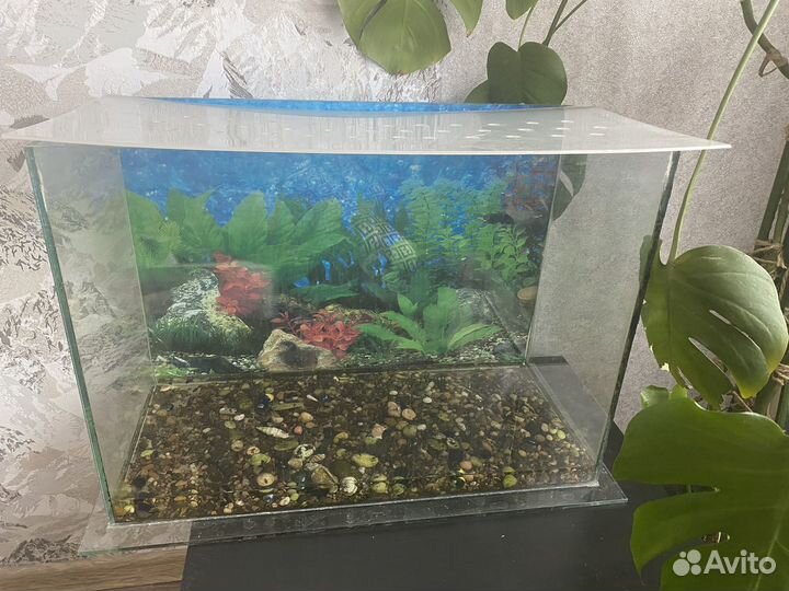 Аквариум