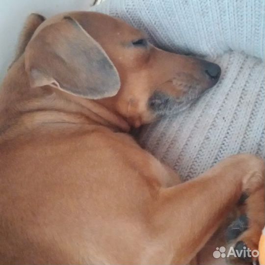 Метис цвергпинчер