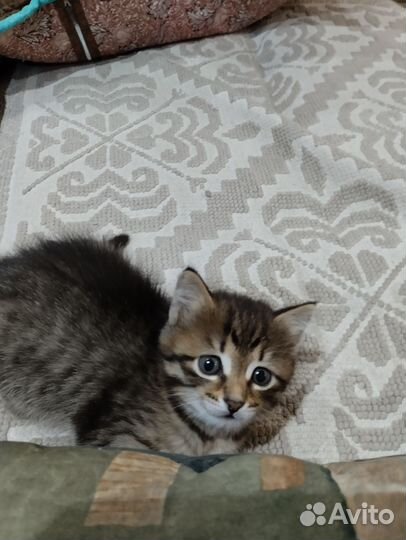 Шотландская