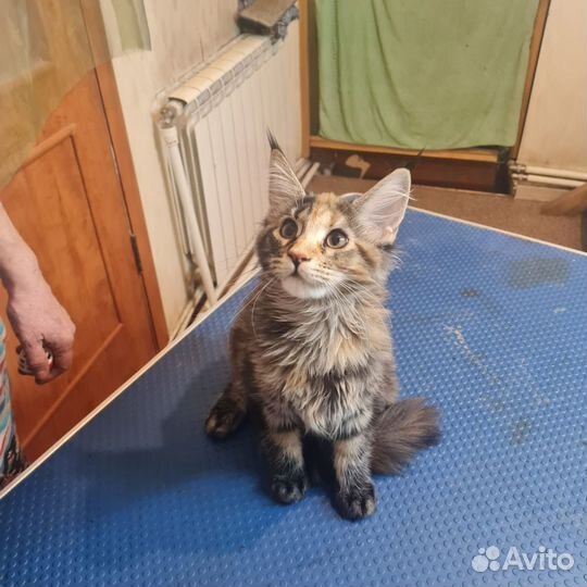 Котята мейн-кун