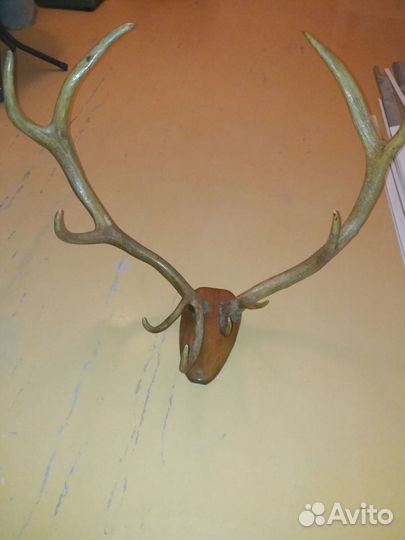 Рога оленя, торг