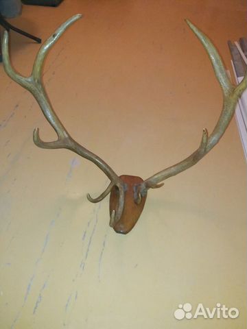 Рога оленя, торг